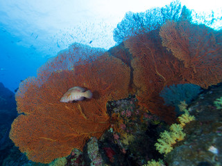 Plongée .Thailande