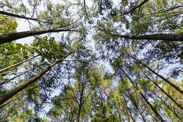 wide angle view top pine