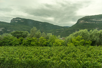 Fototapeta na wymiar Italy,La Spezia to Kasltelruth train, a tree with a mountain in the background