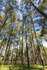 wide angle view top pine