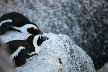 Penguin at Boulders Beach 
