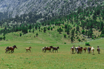galloping wild horses in nature