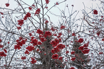 mountain ash in winter