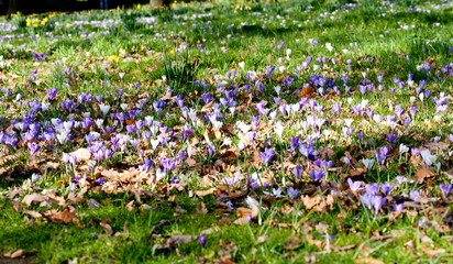 Purple and white crocus flowers (Crocus vernus)