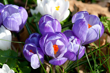 Purple crocus close-up.