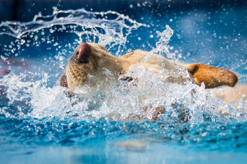 Head shot of yellow labrador dog splashing about in clear blue water with water droplets.  Action frozen