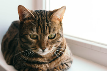 Obraz premium cat with an interested and frightened look sits on windowsill. Breed is a Begalese cat with yellow-green eyes.