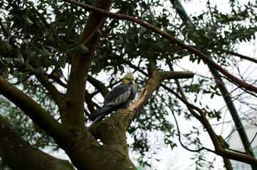 Fototapeta na wymiar Bird in tree