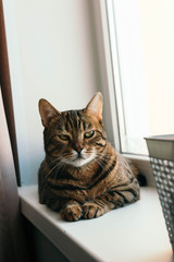 Cat with an evil and arrogant gaze sits on windowsill. Breed is a Begalese cat with yellow-green...