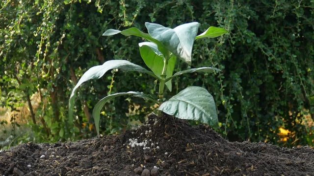 The Asian woman a hand giving fertilizer to a young plant. Concepts to help reduce global warming.