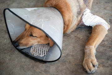 Sleeping Injury dog with safety collar