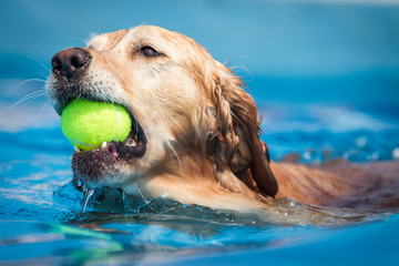 Golden Labrador Dog swims through clear blue water with a tennis ball.  Head shot.