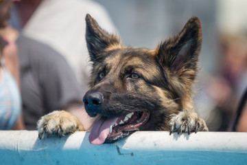 Black and tan German Sheppard dog head and paws peeking over a barrier to watch or look at something.  Friendly expression with tongue lolling