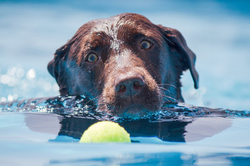 Brown Chocolate Labrador Dog swiming through clear blue water about to catch a yellow ball.  Head shot