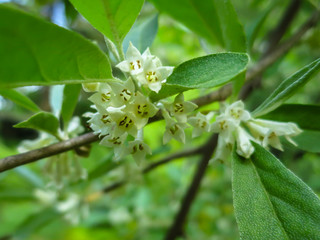 Soft macro focus delicate small flowers of Elaeagnus umbellata. Spring miracle of this blooming plant. Selective focus. Nature concept for design