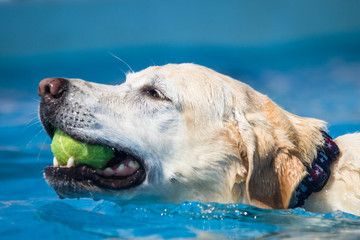 Golden Labrador Dog swims through clear blue water with a tennis ball.  Head shot.