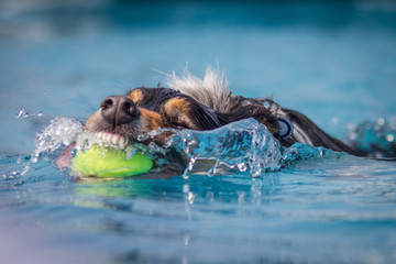 Tan and Black Dog swims through clear blue water with a ball in it's mouth.  Water frozen in time.  Head shot.
