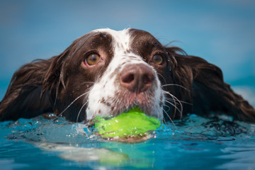 Head shot of a brown and white Spaniel dog swims in clear blue water with a yellow tennis ball in their mouth.