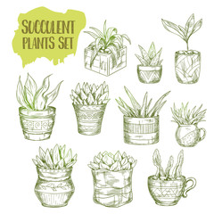 Sketch of succulent plant. Aloe vera and agave