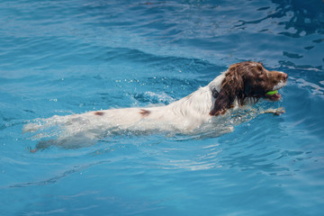 Obraz premium Brown and White Springer Spaniel dog swimmed with a ball in their mouth through lear blue water. Whole dog in shot