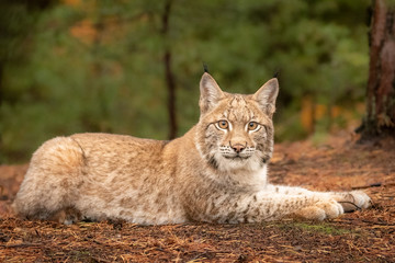 Obraz premium Młody i piękny Eurasian Lynx cub w lesie. Ciemne odcienie jesieni i brak światła. Piękne naturalne ujęcie w oryginalnej i naturalnej lokalizacji. Śliczne młode, ale niebezpieczne i zagrożone drapieżniki.