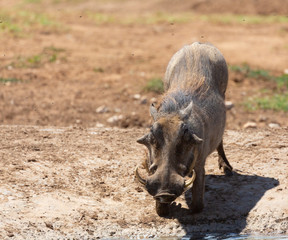Fototapeta premium warthog