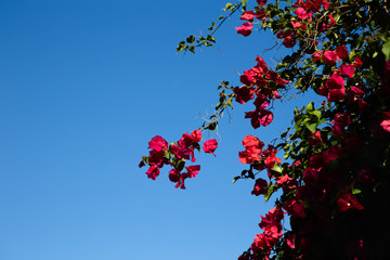 rote blüten an grünem strauch gegen den blauen himmel fotografiert ohne menschen