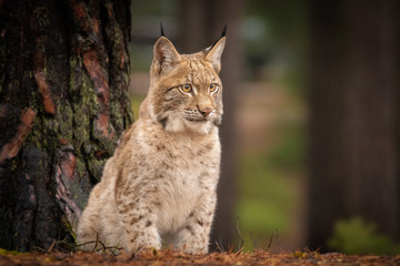 Naklejka na ściany i meble Young and beautiful Eurasian Lynx cub in forest. Dark autumn tones and lack of light. Beautiful natural shot in original and natural location. Cute cub yet dangerous and endangered predator.