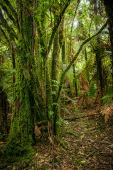 Obraz premium Redwood Forest near Rotorua, New Zealand