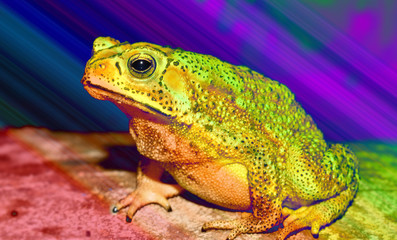 Frog animal looking from lovely eyes	