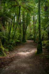 Redwood Forest near Rotorua, New Zealand
