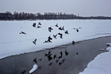 a flock of birds on the lake