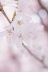 Cherry blossoms in full bloom - 満開の桜