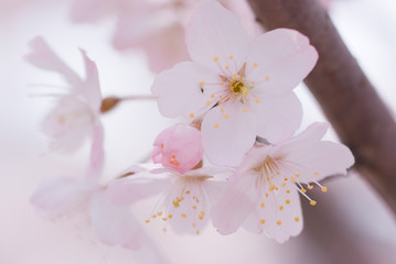 Cherry blossoms - 桜の花