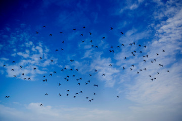 flock of birds flying in blue sky