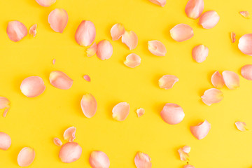 roses on yellow background