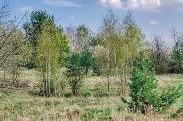 trees with the first leaves, spring landscape with bushes and trees