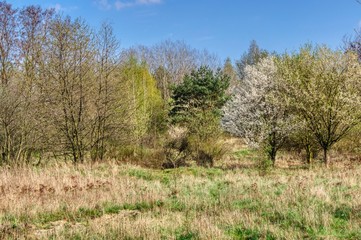 different trees in spring robe, spring landscape with bushes and trees
