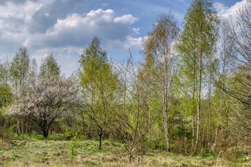 sunny spring day with white clouds,  landscape with bushes and trees