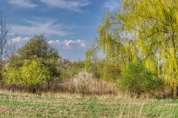 spring landscape with bushes and trees, first leaves on a weeping willow