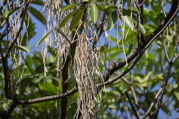 Brown Pods of  Blackboard Tree