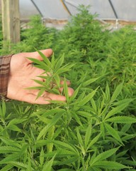 Fototapeta na wymiar Commercial hemp farmer examines young plants growing in a greenhouse. Industrial hemp farming to produce CBD and other beneficial products. Man holding hemp leaves.