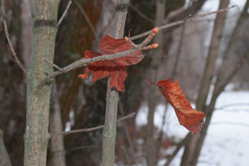 leaves.  tree,  winter