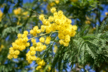 Mimosa branch in bloom, beautiful spring yellow flower with blue sky on background, International Women's Day