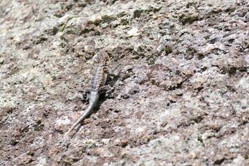 A big lizard on a rock in Pedra Grande Park in Atibaia, Sao Paulo, Brazil