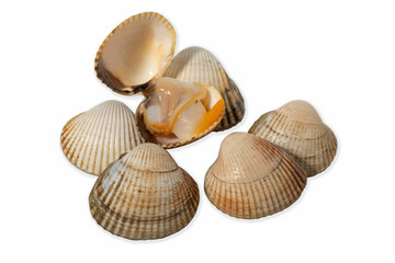  studio image of cockles