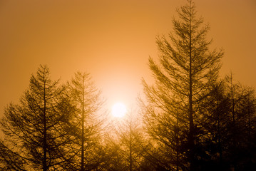 Larch Forest and Sunrise - カラマツ林と日の出