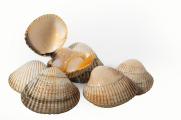  studio image of cockles
