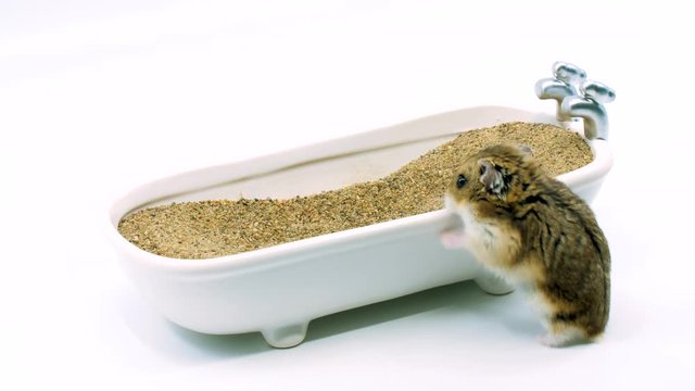 Small brown hamster in sand bath - two angles