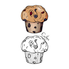 Cake with berries: blueberries and cranberries. Hand-drawn. Color, three-dimensional muffin and contour on a white background.